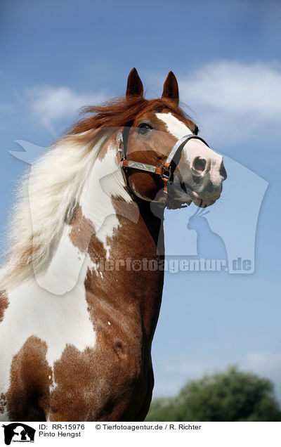 Pinto Hengst / Pinto stallion / RR-15976