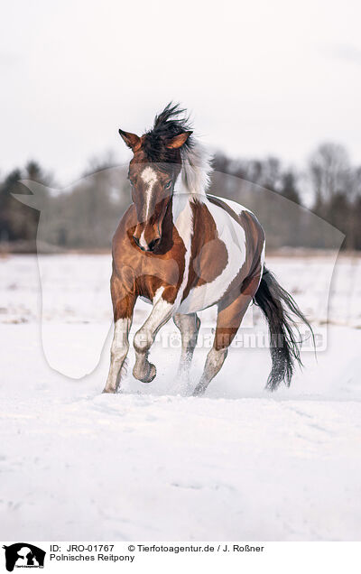 Polnisches Reitpony / Polish Riding Pony / JRO-01767