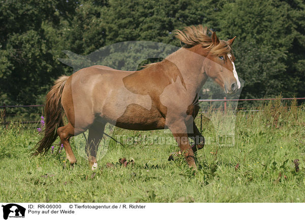 Pony auf der Weide / Pony / RR-06000