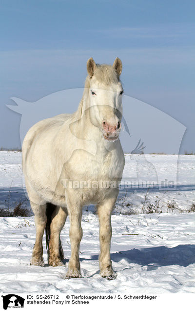 stehendes Pony im Schnee / SS-26712