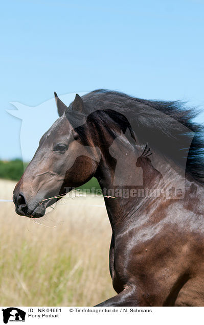 Pony Portrait / NS-04661