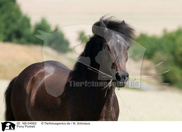 Pony Portrait / NS-04662
