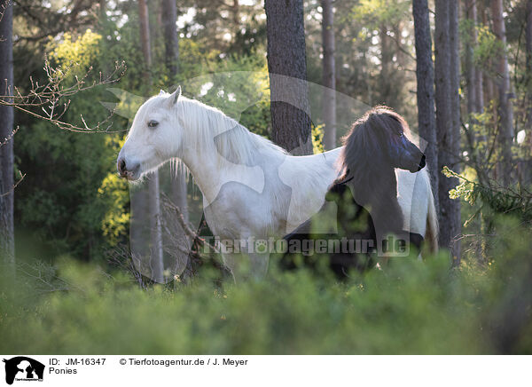 Ponies / Ponies / JM-16347