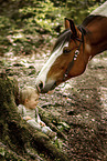 Kind und Pony