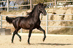 trabendes Pura Raza Espanola