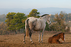 Pura Raza Espanola