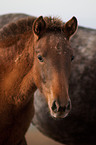 Pura Raza Espanola Portrait