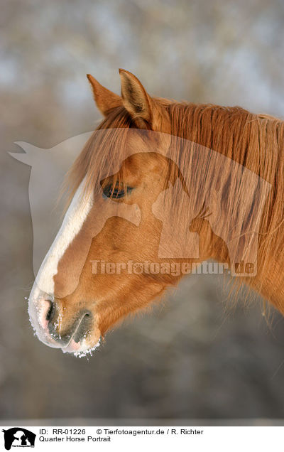 Quarter Horse Portrait / RR-01226