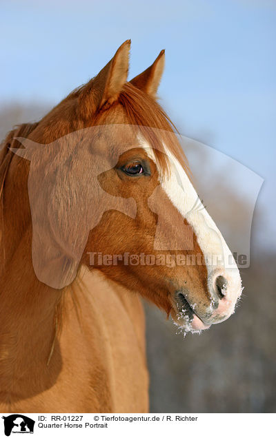 Quarter Horse Portrait / RR-01227