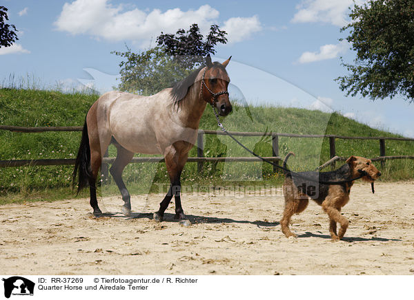 Quarter Horse und Airedale Terrier / RR-37269