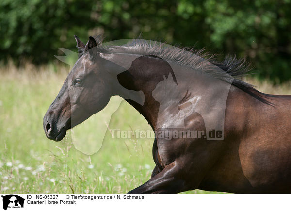 Quarter Horse Portrait / Quarter Horse Portrait / NS-05327