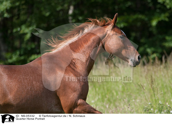 Quarter Horse Portrait / Quarter Horse Portrait / NS-05332