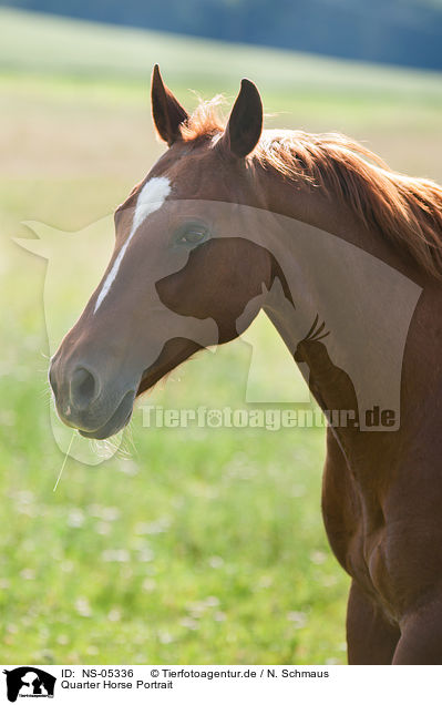 Quarter Horse Portrait / Quarter Horse Portrait / NS-05336