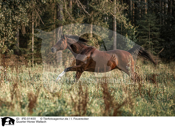 Quarter Horse Wallach / Quarter Horse gelding / IFE-01400