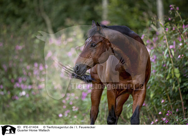 Quarter Horse Wallach / Quarter Horse gelding / IFE-01404