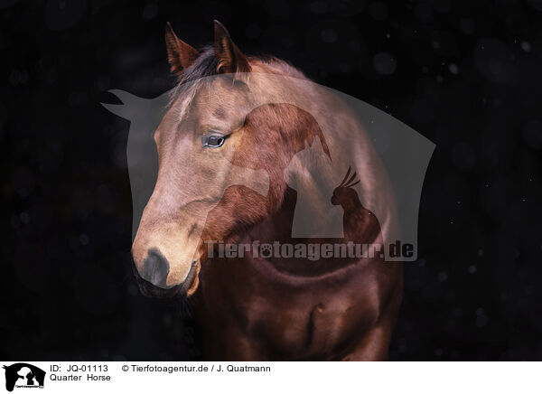 Quarter  Horse / Quarter  Horse / JQ-01113
