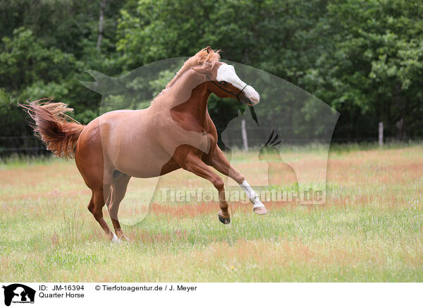 Quarter Horse / Quarter Horse / JM-16394