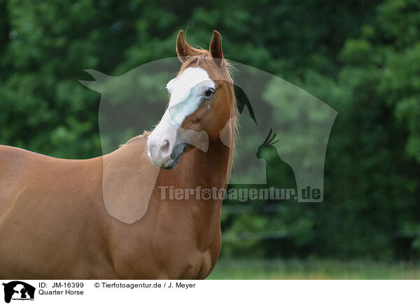 Quarter Horse / Quarter Horse / JM-16399