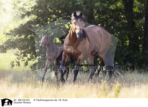 Quarter Horses / BK-02334