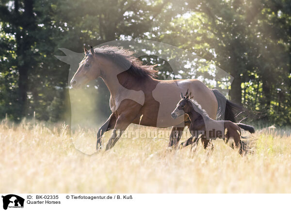 Quarter Horses / BK-02335