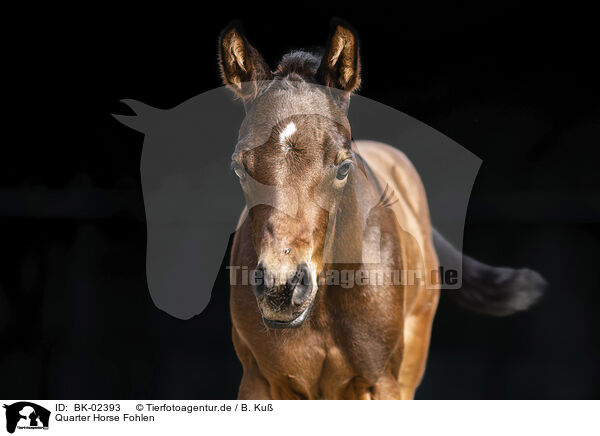 Quarter Horse Fohlen / Quarter Horse foal / BK-02393