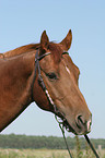 Quarter Horse Portrait