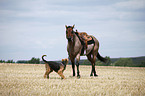 Quarter Horse & Airedale Terrier