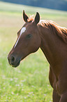 Quarter Horse Portrait