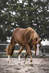 Quarter Horse Stute