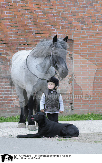 Kind, Hund und Pferd / AP-06286