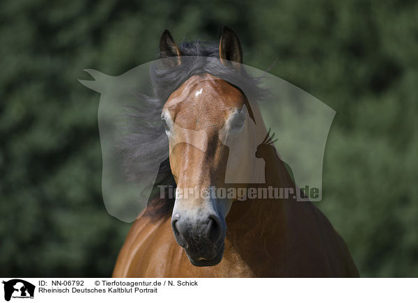 Rheinisch Deutsches Kaltblut Portrait / cart horse portrait / NN-06792