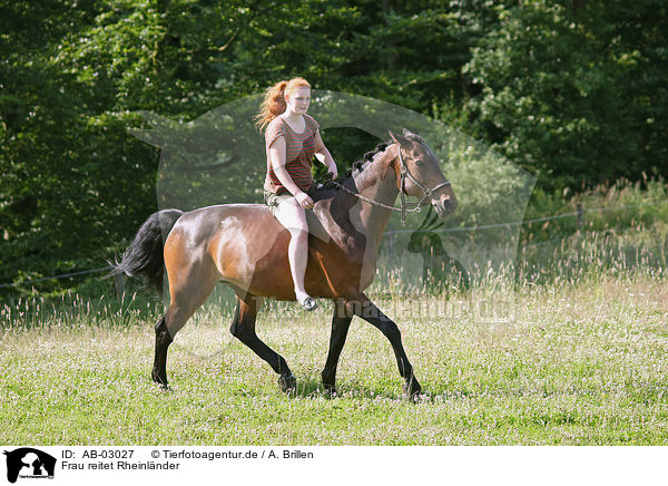 Frau reitet Rheinlnder / woman rides warmblood / AB-03027
