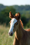 Rheinisches Warmblut Fohlen