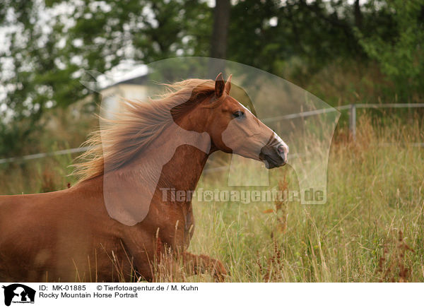 Rocky Mountain Horse Portrait / MK-01885
