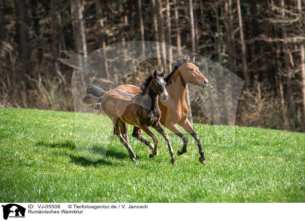 Rumnisches Warmblut / Romanian Warmblood / VJ-05508