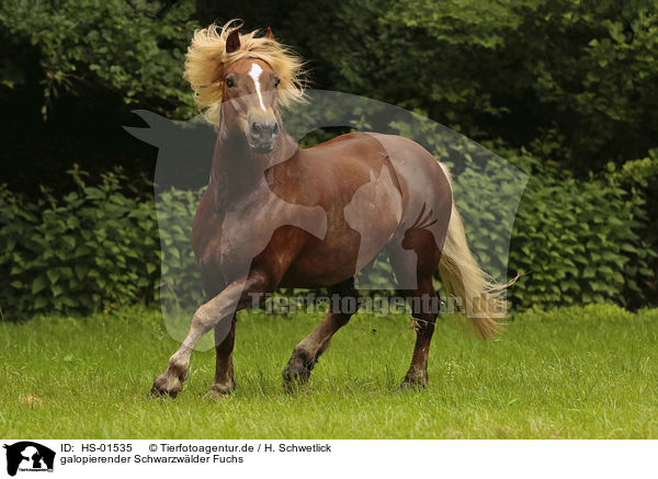 galopierender Schwarzwlder Fuchs / galloping Black Forest Horse / HS-01535