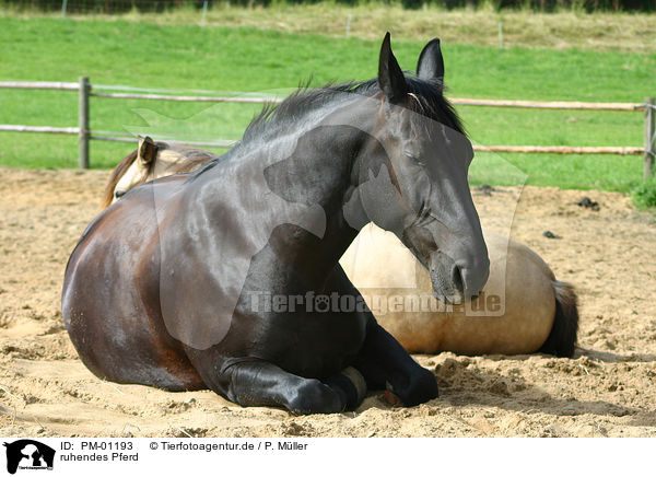 ruhendes Pferd / dozing horse / PM-01193