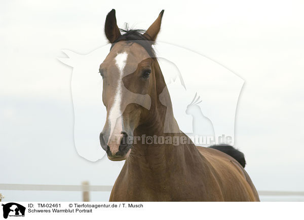 Schweres Warmblut Portrait / TM-02461