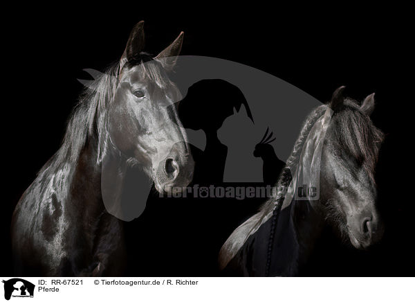 Pferde / RR-67521
