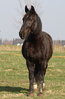 Schweres Warmblut