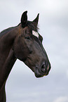 Schweres Warmblut Portrait