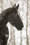 Schweres Warmblut Portrait