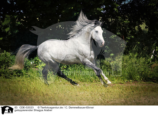 galoppierender Shagya Araber / galloping Shagya Arabian Horse / CDE-02023