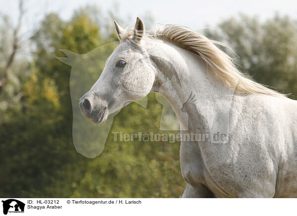Shagya Araber / Shagya arabian horse / HL-03212