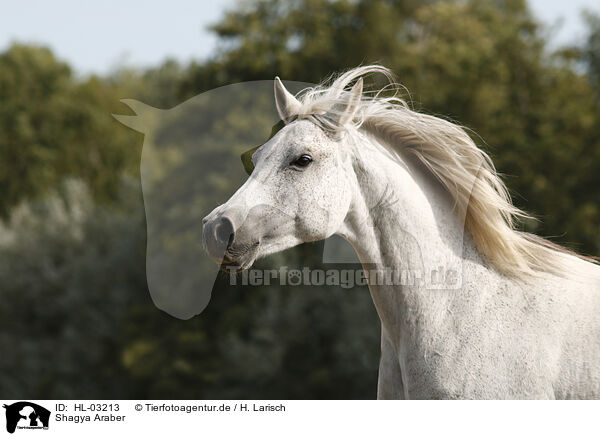 Shagya Araber / Shagya arabian horse / HL-03213