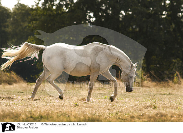 Shagya Araber / Shagya arabian horse / HL-03216