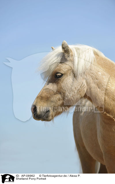 Shetland Pony Portrait / AP-08962