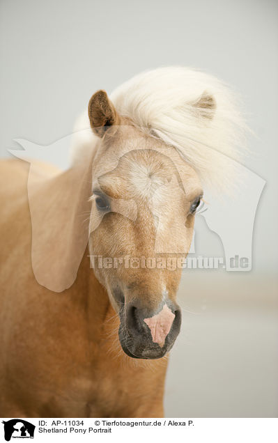 Shetland Pony Portrait / AP-11034
