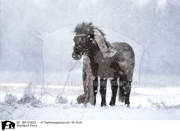Shetland Pony / BK-01625