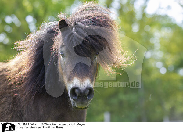 ausgewachsenes Shetland Pony / JM-12404